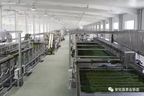 我国主要茶产品加工技术进展及发展趋势